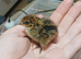 Quail chicks
