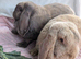Bonded Pair of Female French Lop Rabbits