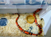 TANGERINE HONDURAN MILK SNAKE