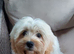 Maltipoo boy
