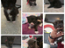Reduced-Mainecoon cross ready now
