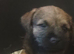 Border terriers 4 gougous boys