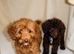 Cockapoo puppy's