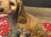 Cavapoo pups