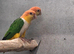 Proven pair of caiques