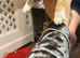 6 beautiful kittens