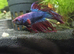 Crowntail betta