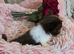 Xx Quality chihuahua longcoat chocolate Xx