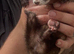 5 month old mini ferret girl very tame