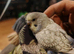 Young semi tame budgies