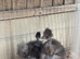 NAKED NECK SILKIES – SHOW GIRLS