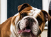 Traditional English bulldog Stud service only