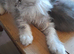 XXL Maine Coon Kittens.