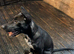 Belgian malinios cross Dalmatian pup