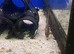 Kribensis Cichlid (Pelviacachromis pulcher)