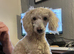 Cream Toy poodle