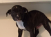 Staffordshire bull terrier puppies X 4