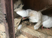 Four fancy pigeons