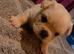 French bulldog puppies