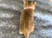 Exceptional British Shorthair Kittens