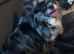 Rare! Blue Merle chi!