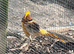 Yellow golden pheasant