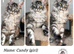TICA registration Maine coon kittens Ready Now