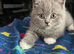 British Shortfur kittens 2 female & 4 male (sold 1 Boy)