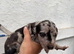 Lurcher pups for sale