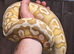 Spotnose lesser pastel het clown male