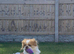 Japanese Chin Cross with a Shituz Male 13 Months Old