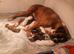 READY NOW! Quality KC Registered White Boxer Puppies