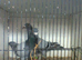for sale race pigeons