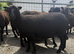 2x pedigree black Welsh mountain shearlings