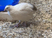 Coturnix quail