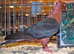 RARE GREEN WING ARCHANGEL PIGEONS