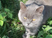 Poshcats British Blues and Blue- points