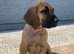 Great Dane Puppy