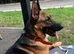 5 stunning German Shepherd puppies