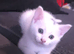 2 beautiful male white kittens