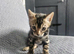 Gorgeous female charcoal bengle kitten
