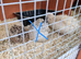 2 bonded mating quails