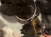 Last boy left - Maine coon x kittens