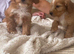 F1 cockerpoo puppies