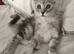 ready now STUNNING TICA MAINE COON KITTENS