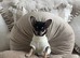 Black and Tan Chihuahua puppy bitch