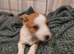 2 Jack Russell puppies