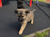 Two German shepherd puppies for sale
