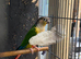 Conure for sale