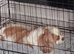 Cavalier king Charles